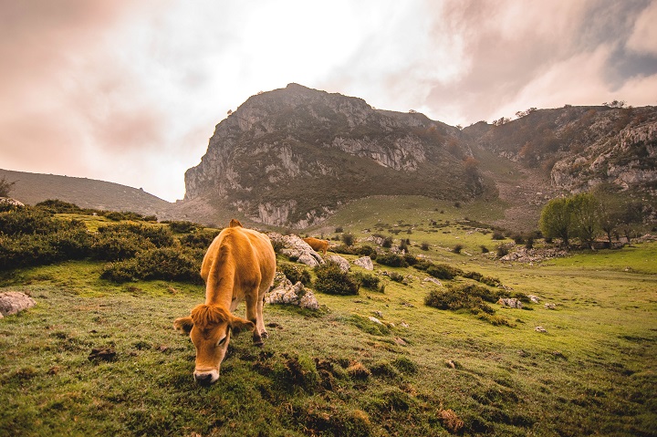 Asturias-cows