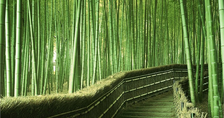Kyoto bamboo forest