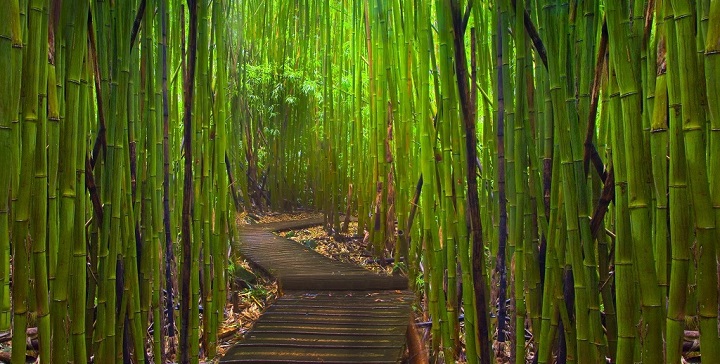 Kyoto bamboo forest1