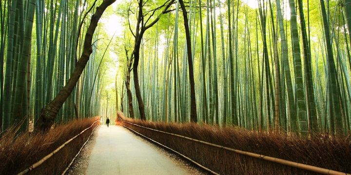 Kyoto bamboo forest3