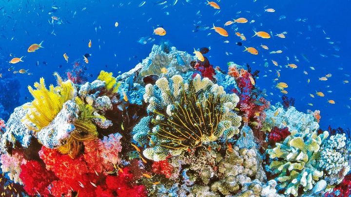 great-barrier-coral