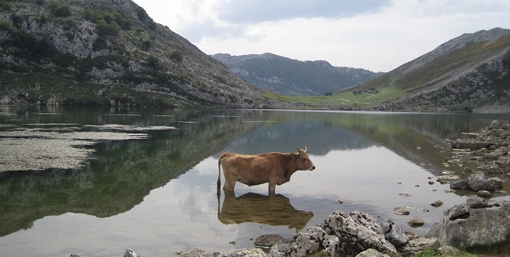 Lakes of Covadonga Asturias2