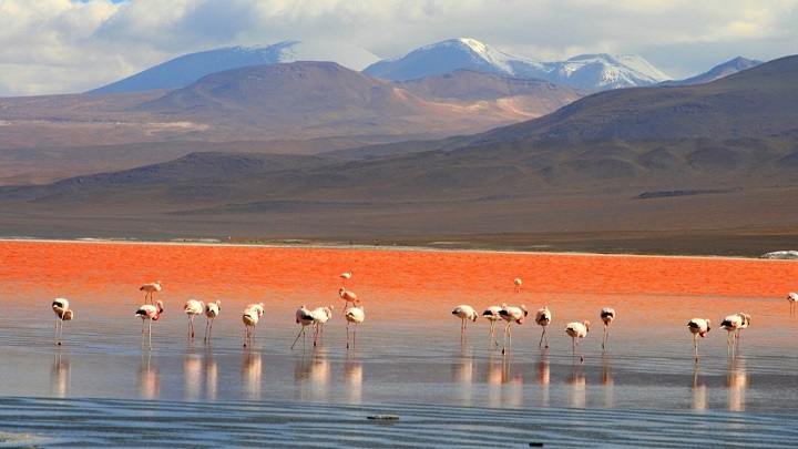 Laguna Colorada Bolivia3
