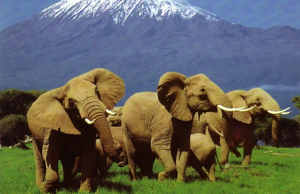 The-best-safaris-in-the-world