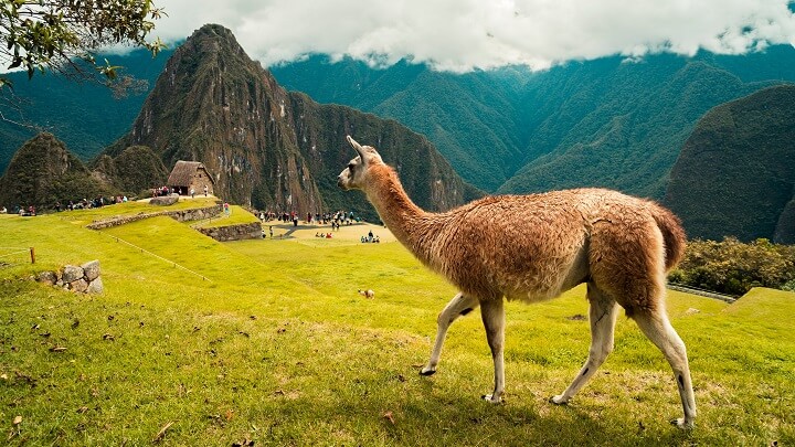 Machu-Picchu-llama
