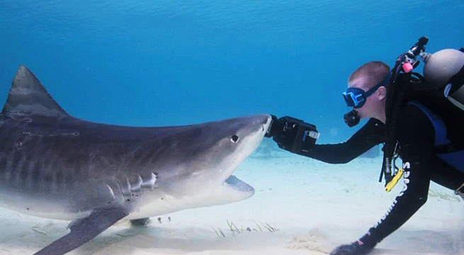 Swim-with-sharks-in-the-Riviera-Maya