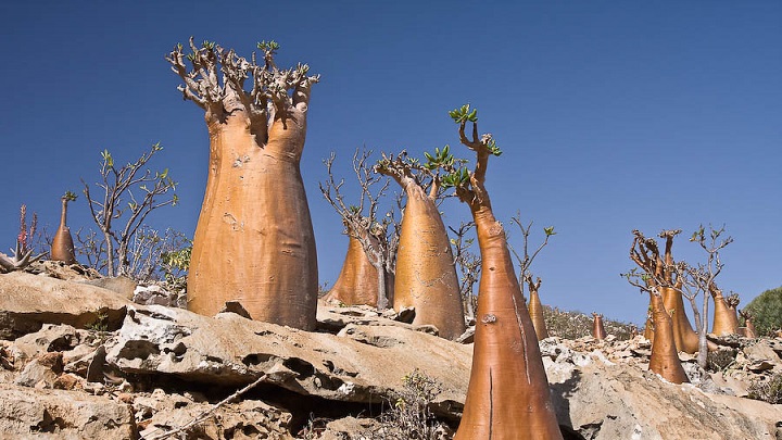 Socotra Yemen1