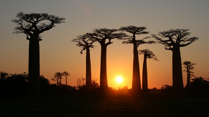 Valley of the Baobabs