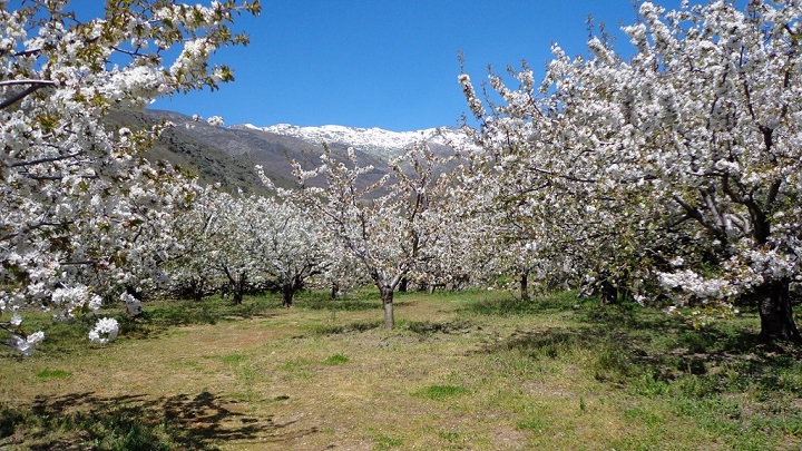 Jerte Valley Extremadura