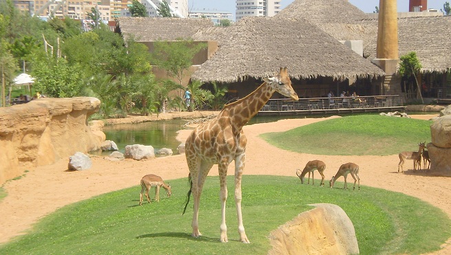 Visit-the-zoo-Bioparc-in-Valencia-1
