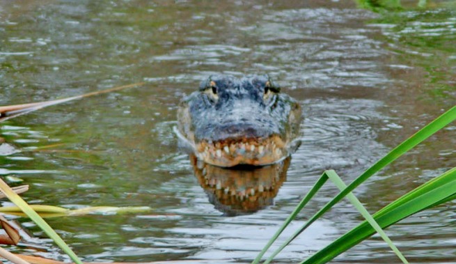 Visit-the-Florida-Everglades-2