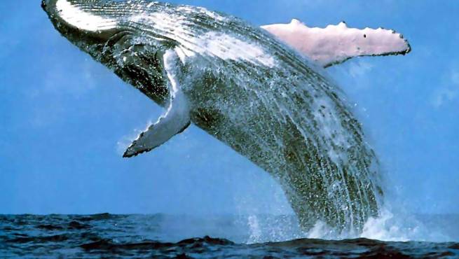 whales-dominican-republic-2