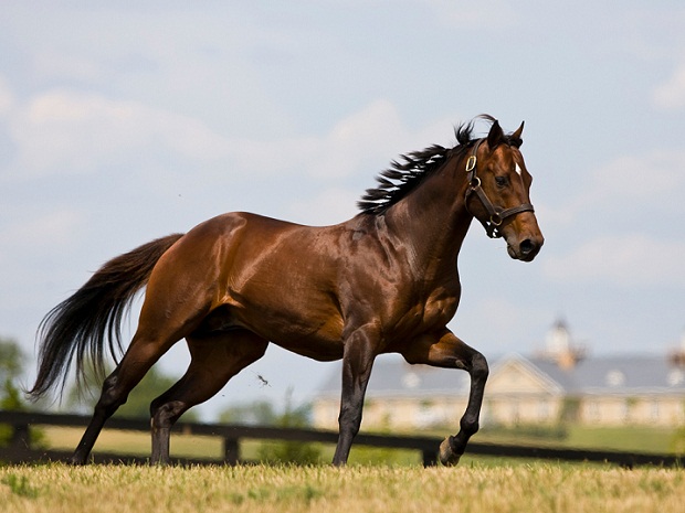 horses-cincinnati