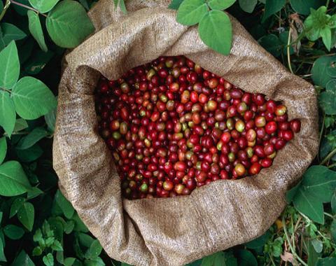 coffee-colombia