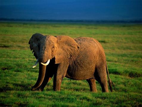 elephants-of-the-savanna-kenya