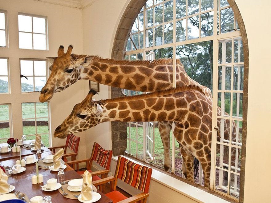 giraffe-manor-3