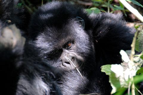 gorillaruwenzori