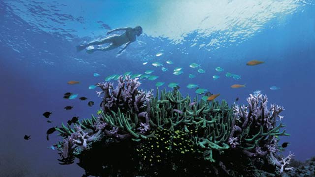 great-barrier-coral-1