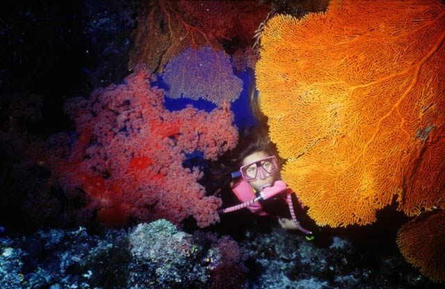 great-barrier-coral-11