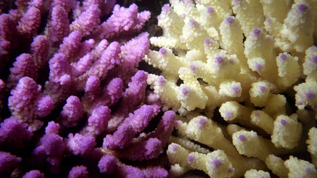 great-barrier-coral-3