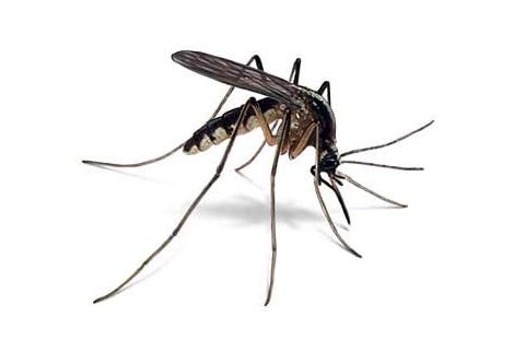 joe-mosquito