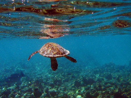 maldives-turtles