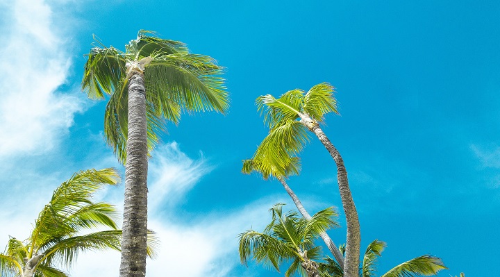 palm trees-beach