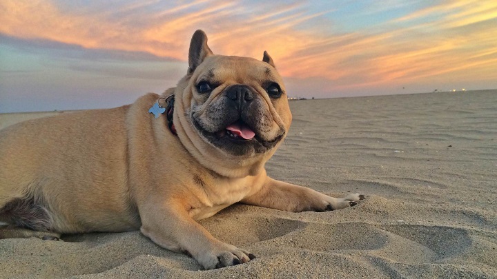 beach dog 2