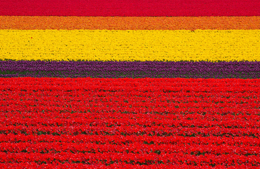 tulip meadows Holland
