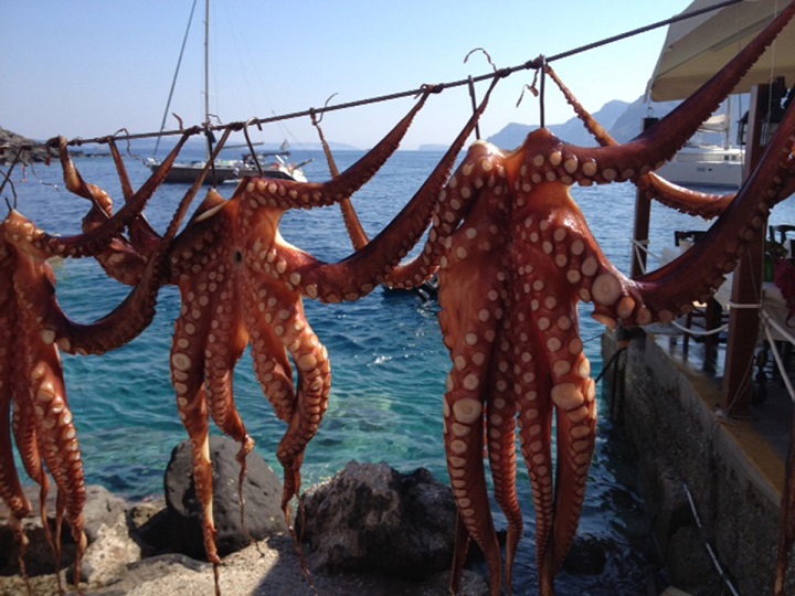 octopus-colango-in-santorini