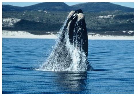 whale-breeching-south-africa-garden-route-w-ocean-blue-adventures-b