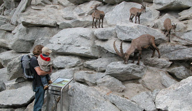 zoo-alpine-goats
